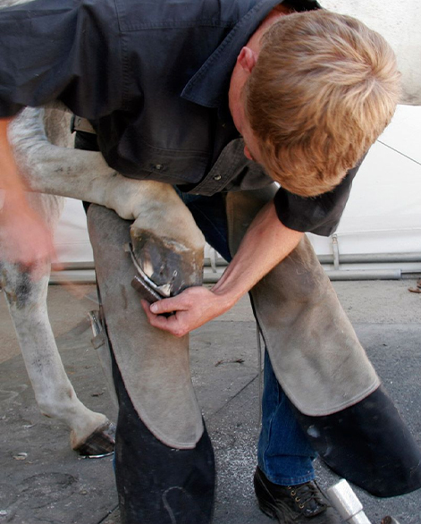 Farrier Chaps